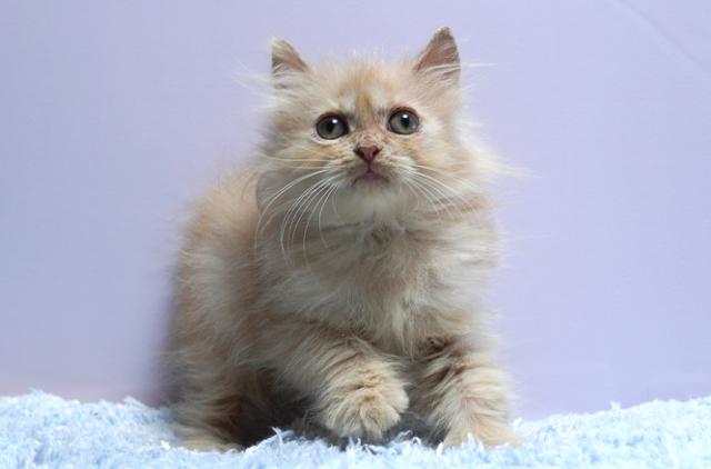 ミヌエット（旧ナポレオン）