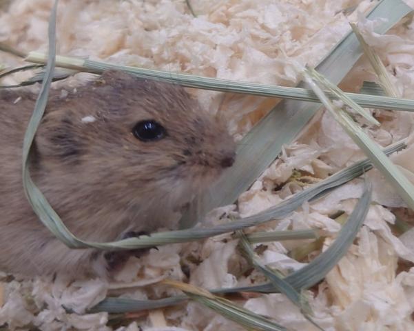 ブラントハタネズミ