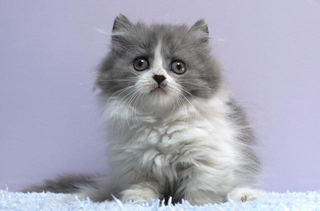 ミヌエット（旧ナポレオン）