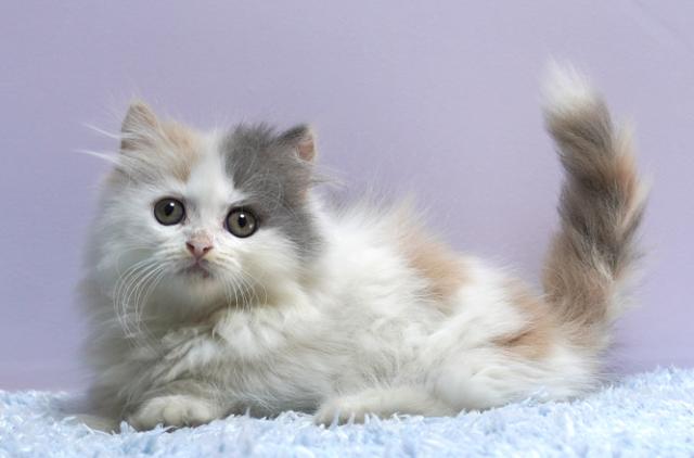 ミヌエット（旧ナポレオン）