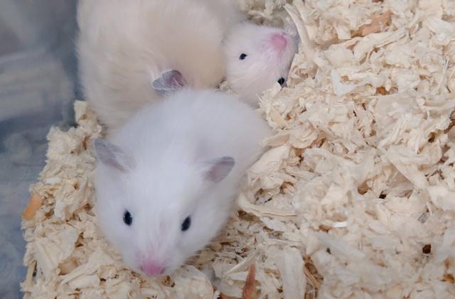 長毛ハムスター