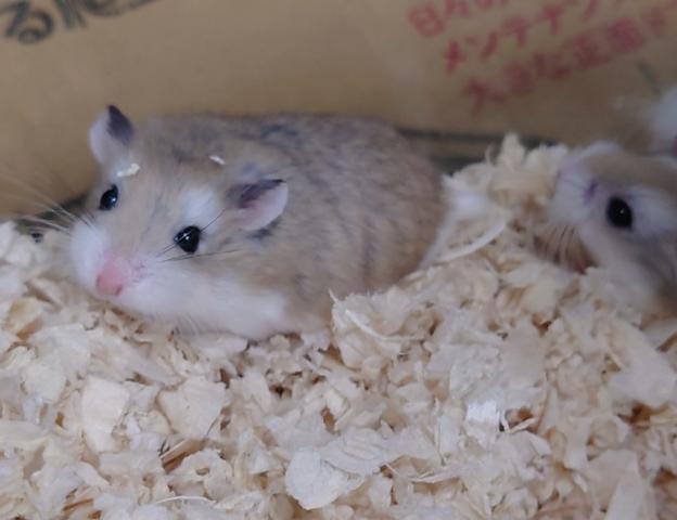 ロボロフスキーハムスター