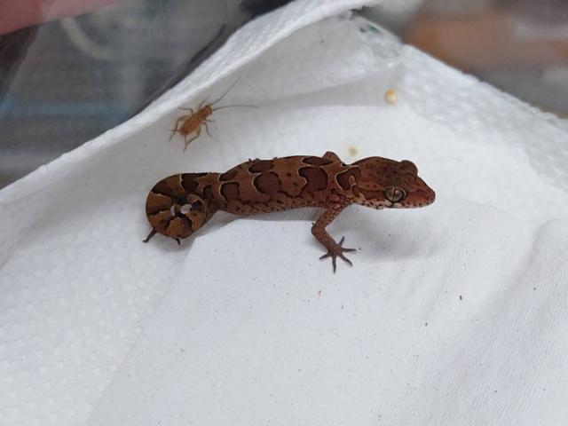 ゴールコンダアクマヤモリ