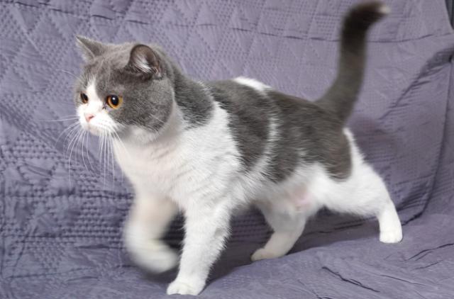 ミヌエット（旧ナポレオン）