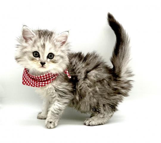 アメリカンカール