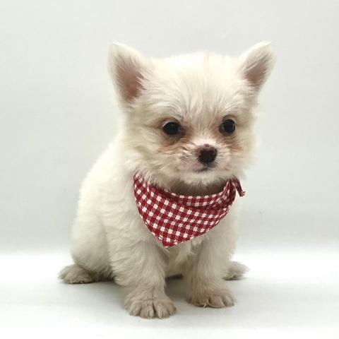 MIXチワワxマルチーズ