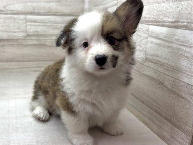 ウェルシュコーギーペンブローク