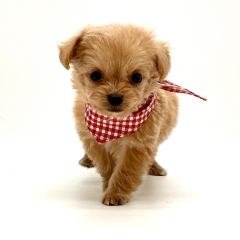 MIXチワワxトイプードル