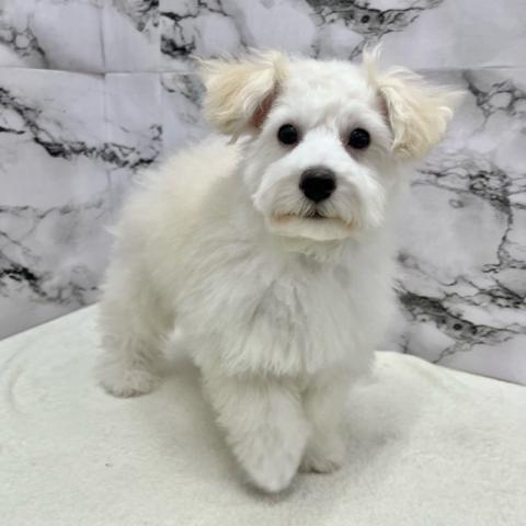 トイプードル【12/5お写真、動画更新♪】Special price‼️頭も体格もバランス◎家族向けトイプー！！