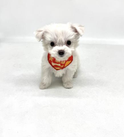 MIXチワワ×ビション