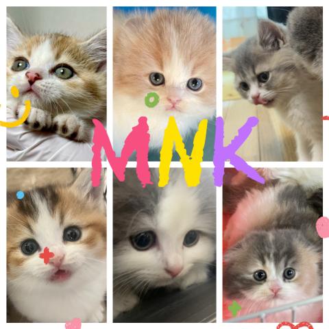 MNK