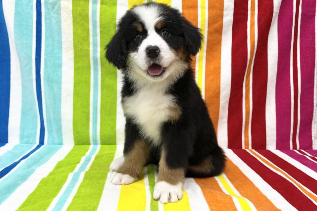 バーニーズマウンテンドッグ