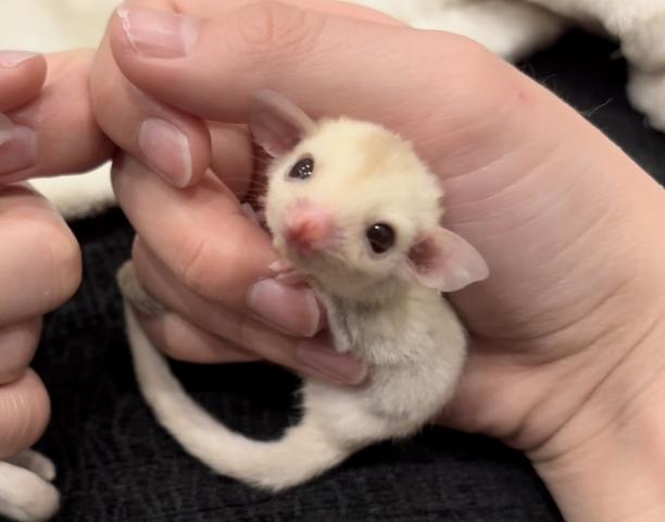 クリミノhetリューシ