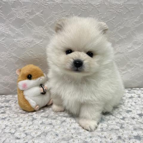 お目目がキュートなふわもこポメラニアンの男の子⭐︎