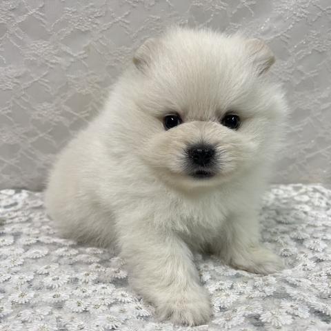 まんまるお顔のふわもこポメラニアンの男の子⭐︎