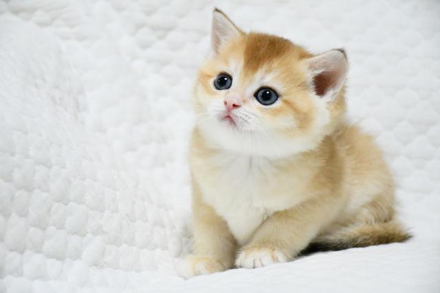 ブリティッシュショートヘア