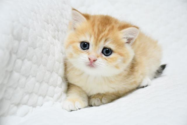 ブリティッシュショートヘア