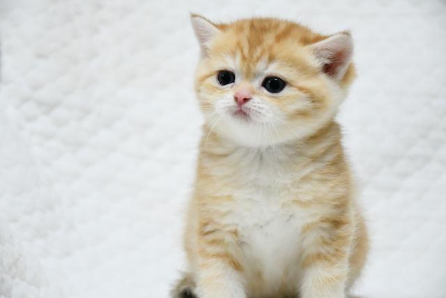 ブリティッシュショートヘア