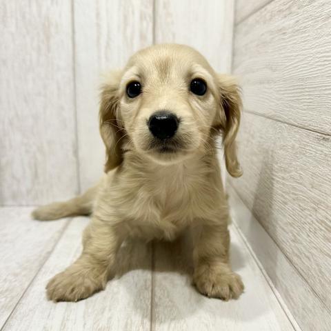 ミニチュアダックスフンド