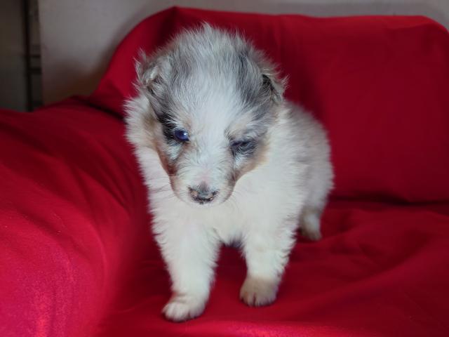 シェットランドシープドッグ