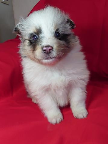 シェットランドシープドッグ