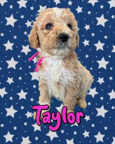 MIXバーニードゥードルF1b