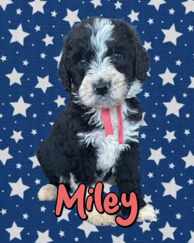 MIXバーニードゥードルF1b