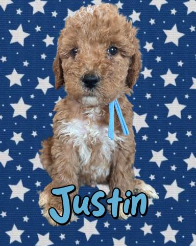 MIXバーニードゥードルF1b