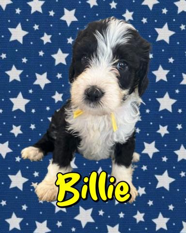 MIXバーニードゥードルF1b