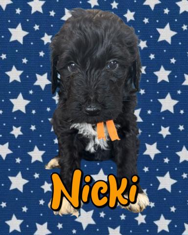 MIXバーニードゥードルF1b