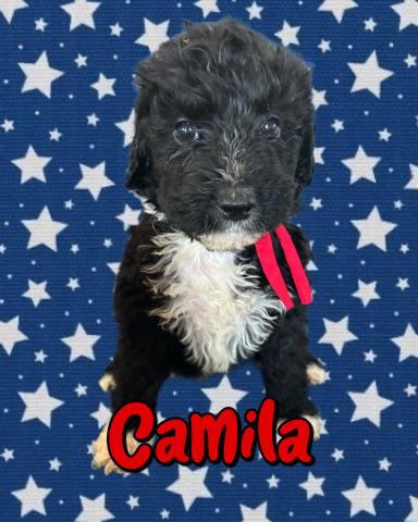 MIXバーニードゥードルF1b