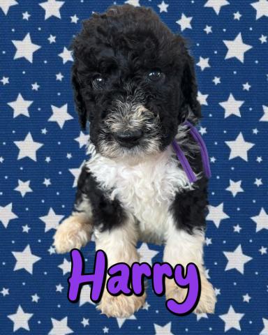 MIXバーニードゥードルF1b