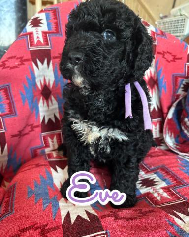 MIXバーニードゥードルF1b