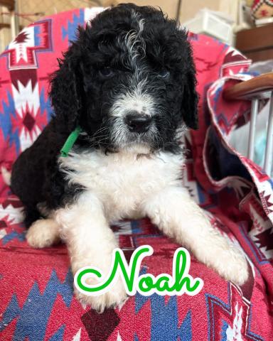 MIXバーニードゥードルF1b