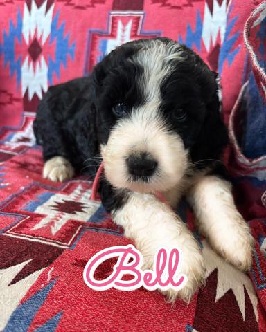 MIXバーニードゥードルF1b