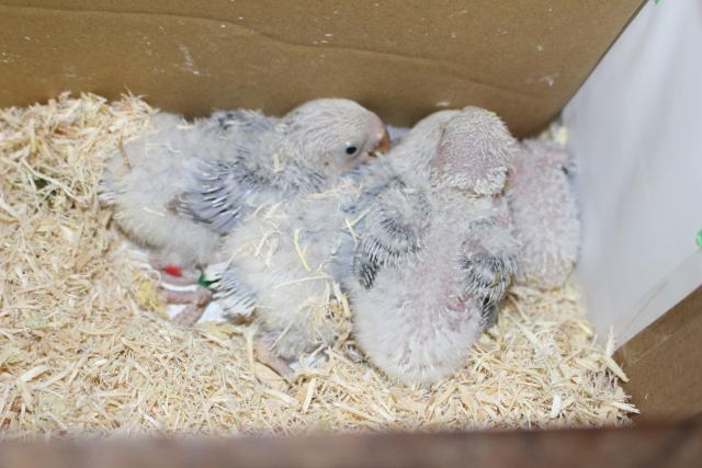 コザクラインコ