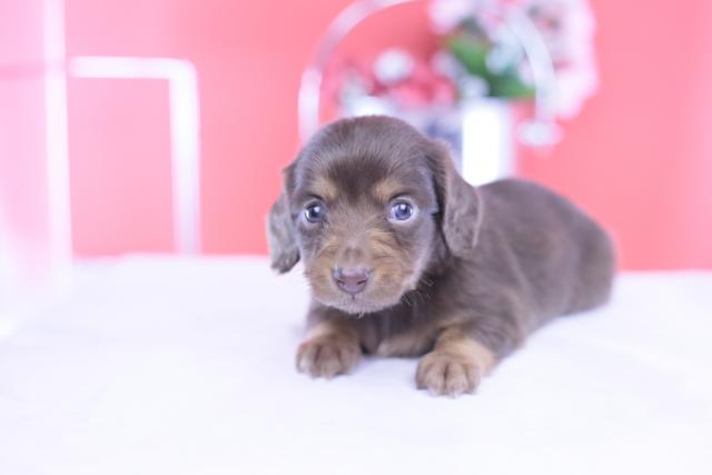 カニヘンダックスフンド ロング