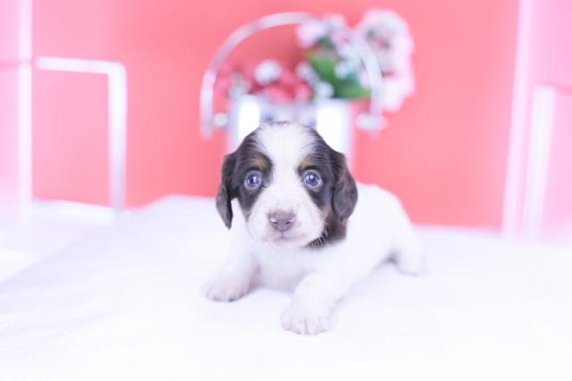 カニヘンダックスフンド ロング