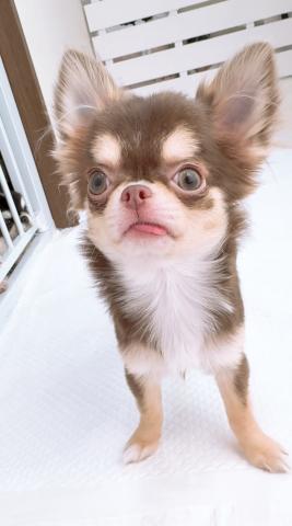 チワワ（ロングコート）