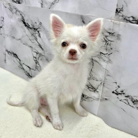 チワワ（ロングコート）【動画あり】Special price‼️うるうるおめめがが可愛い♡（12/5お写真、動画更新！）