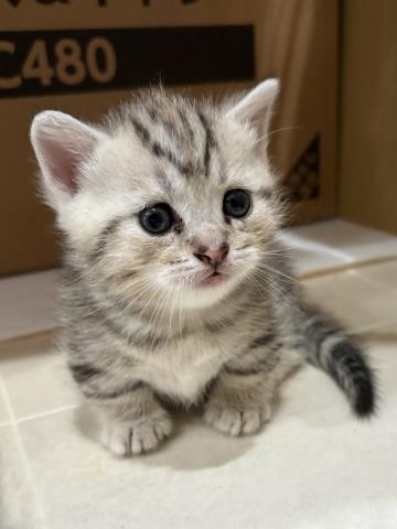 マンチカン短足