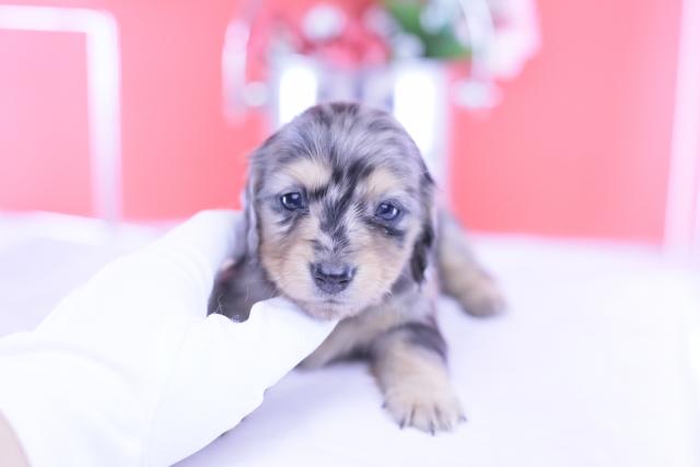 カニヘンダックスフンド ロング