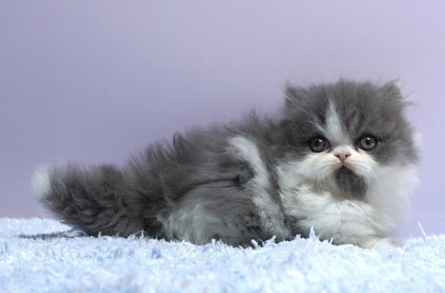 ミヌエット(旧ナポレオン)