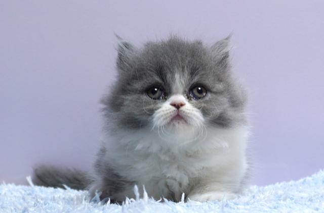 ミヌエット(旧ナポレオン)