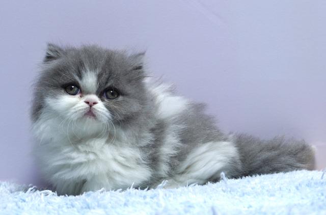 ミヌエット(旧ナポレオン)