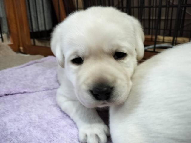 ラブラドールレトリーバー