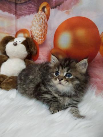 ⭐️くりくりおめ目の甘えん坊🏅パパはチャンピオン⭐️ころね