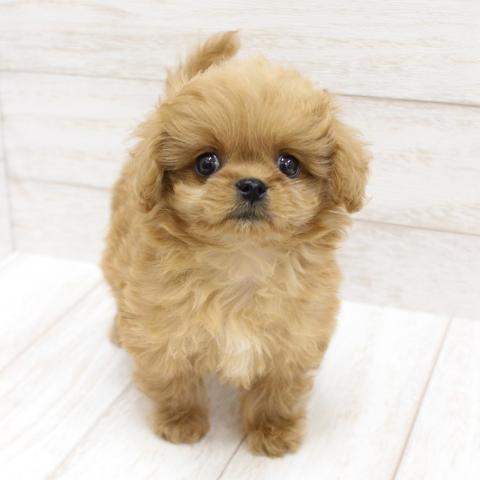 MIX(ペキニーズ×プードル)