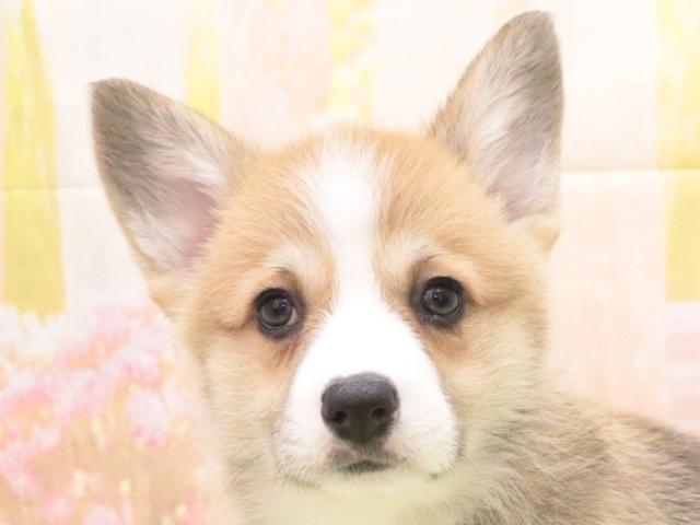 ウェルシュコーギーペンブローク