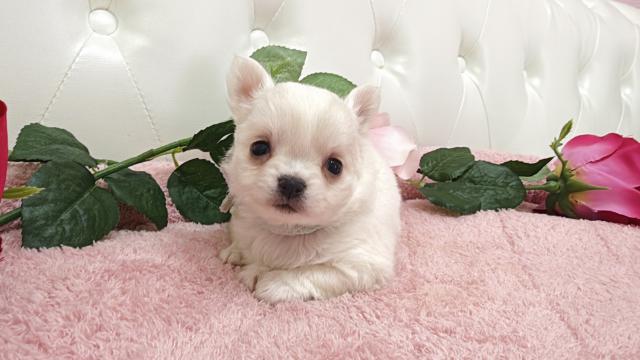 チワワ(ロング)